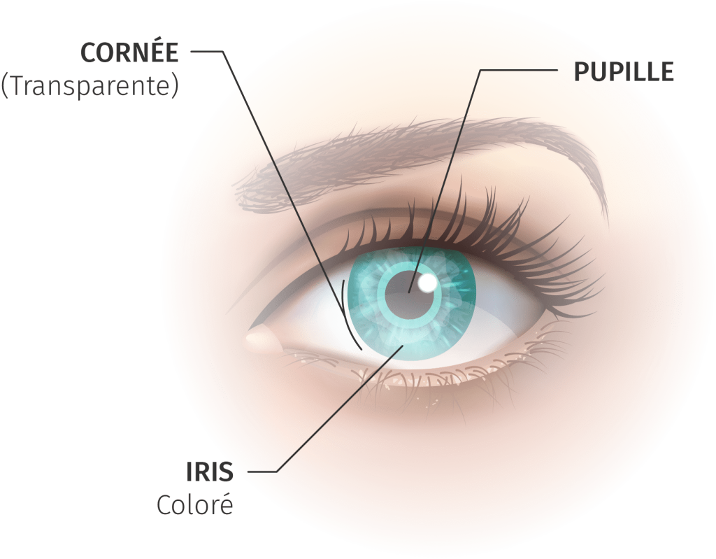 Tears role for cornea
