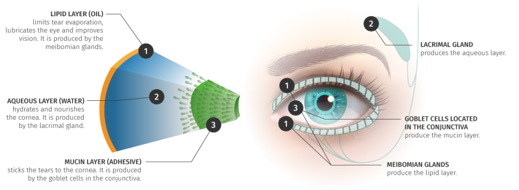 log - Sequada ocular